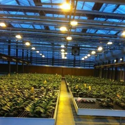 Ambiente controllato Serra per piante illuminata con copertura e illuminazione in vetro