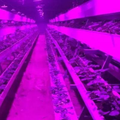 Ambiente controllato Serra per piante illuminata con copertura e illuminazione in vetro