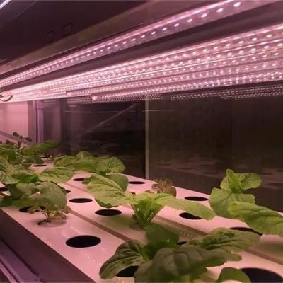 Ambiente controllato Serra per piante illuminata con copertura e illuminazione in vetro