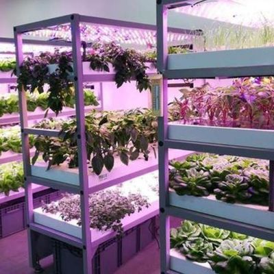 Ambiente controllato Serra per piante illuminata con copertura e illuminazione in vetro