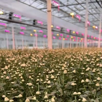 Sistema idroponico in serra con personalizzazione e 100.000 kg di peso lordo del pacchetto