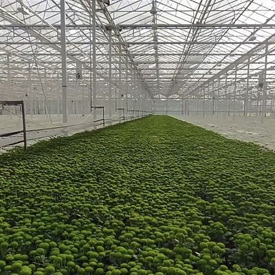 Sistema idroponico in serra con personalizzazione e 100.000 kg di peso lordo del pacchetto