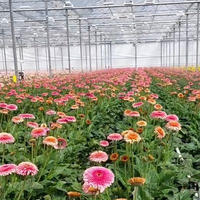 Float mono strato vetro cavo serra idroponica perfetto per l'agricoltura idroponica