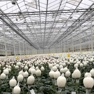 Float mono strato vetro cavo serra idroponica perfetto per l'agricoltura idroponica