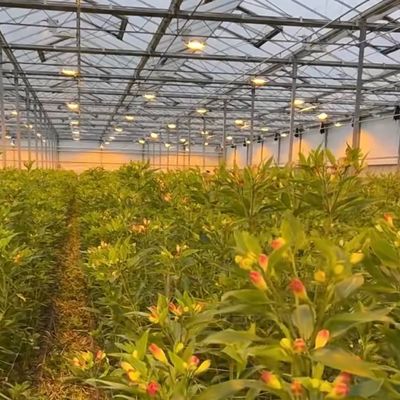 Float mono strato vetro cavo serra idroponica perfetto per l'agricoltura idroponica