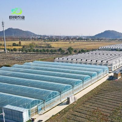 Serra di vetro per piante di pomodori e foglie JX-Vettro Span 8m 9,6m 12m Personalizzato