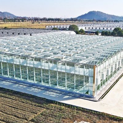 Serra di vetro per piante di pomodori e foglie JX-Vettro Span 8m 9,6m 12m Personalizzato