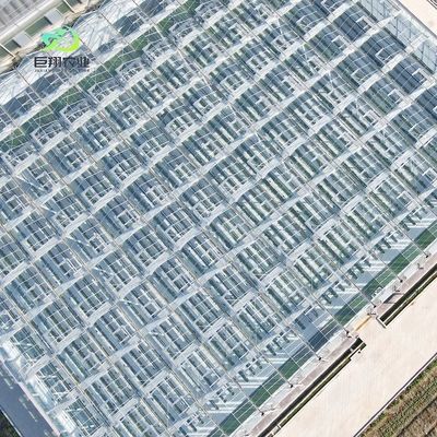 Serra di vetro per piante di pomodori e foglie JX-Vettro Span 8m 9,6m 12m Personalizzato