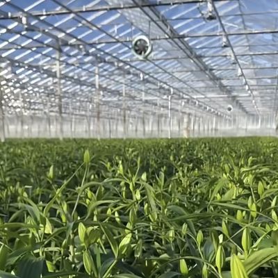 Sistema idroponico in vetro per ortaggi e fiori Tecnologia avanzata