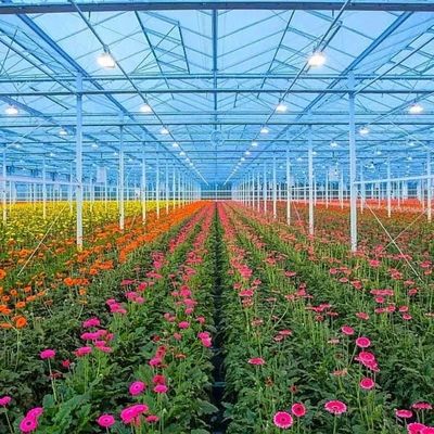 Sistema idroponico in vetro per ortaggi e fiori Tecnologia avanzata
