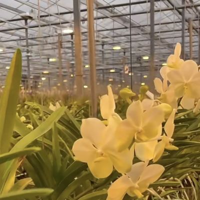 Struttura in acciaio serra in vetro Venlo a doppio strato per il sistema di produzione idroponica