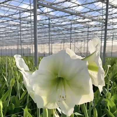 Sistema idroponico in serra per ortaggi e fiori