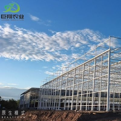 Vitro chiavi in mano e copertura della capacità produttiva Serra di produzione per l'agricoltura verticale