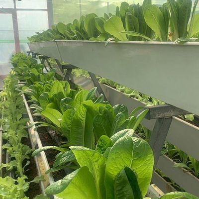 Sementini idroponici coperti di vetro Serra con ombreggiatura esterna e raffreddamento a spruzzo