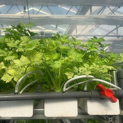 Sementini idroponici coperti di vetro Serra con ombreggiatura esterna e raffreddamento a spruzzo