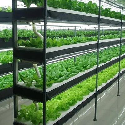 Sementini idroponici coperti di vetro Serra con ombreggiatura esterna e raffreddamento a spruzzo