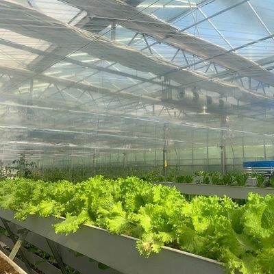 Impianto di serra a pellicola idroponica per la produzione di colture per tutto l'anno
