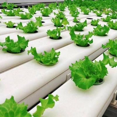 Impianto di serra a pellicola idroponica per la produzione di colture per tutto l'anno