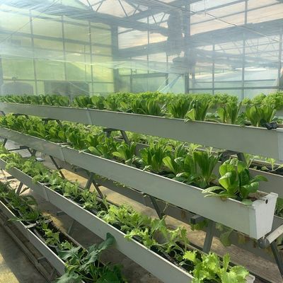 Impianto di serra a pellicola idroponica per la produzione di colture per tutto l'anno