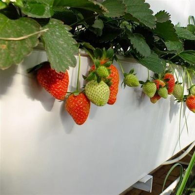 Impianto di serra a pellicola idroponica per la produzione di colture per tutto l'anno