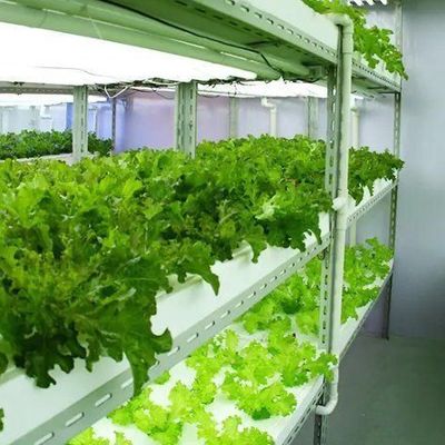 Impianto di serra a pellicola idroponica per la produzione di colture per tutto l'anno