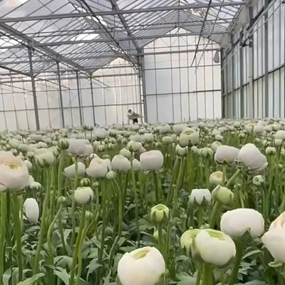 Serra coperta di vetro a carico elevato di vento con valuta statunitense e tempo di consegna stimato