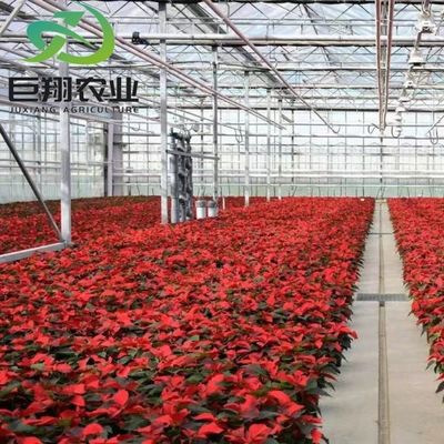 Metodo di coltivazione idroponica Agricoltura Serra di vetro per pomodori/frutta temperata