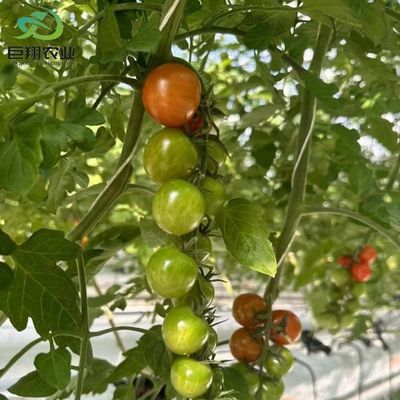 Metodo di coltivazione idroponica Agricoltura Serra di vetro per pomodori/frutta temperata