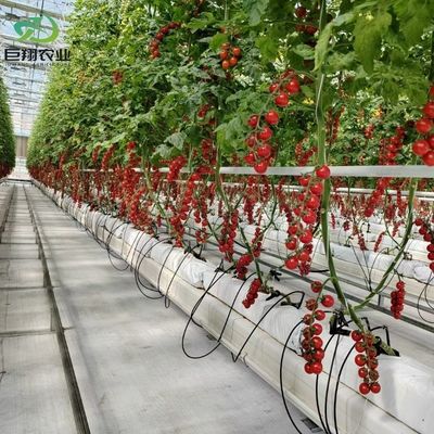 Metodo di coltivazione idroponica Agricoltura Serra di vetro per pomodori/frutta temperata