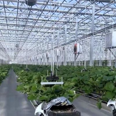 Serra agricola in vetro grande e in stile Venlo con sistema di controllo automatico