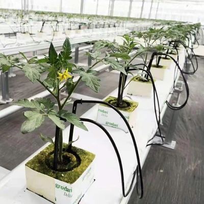 Serre su misura per l'agricoltura vetro commerciale/vetro temperante/vetro galleggiante