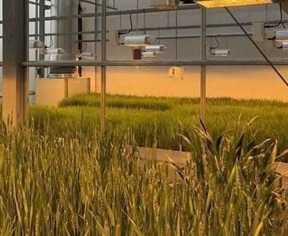 Serra di illuminazione controllata con spruzzo d'acqua a doppio strato per soluzioni di piantagione