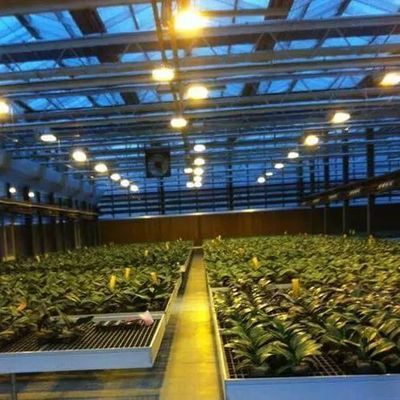 Copertura di vetro JX-GG-12 impianto di semina idroponica ombreggiata serra illuminata da Juxiang