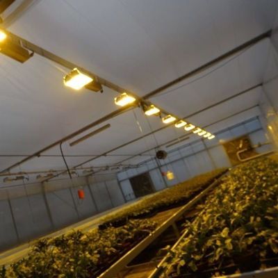 Copertura di vetro JX-GG-12 impianto di semina idroponica ombreggiata serra illuminata da Juxiang