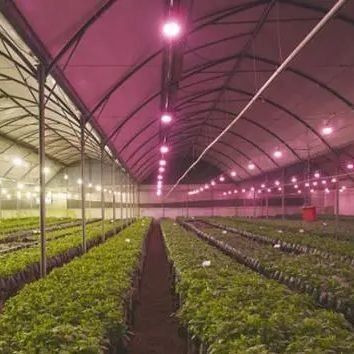 Copertura di vetro JX-GG-12 impianto di semina idroponica ombreggiata serra illuminata da Juxiang
