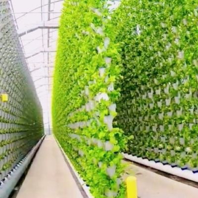 Impianto di semina idroponica serra con pellicola di ombreggiamento all'interno con ombreggiamento all'esterno