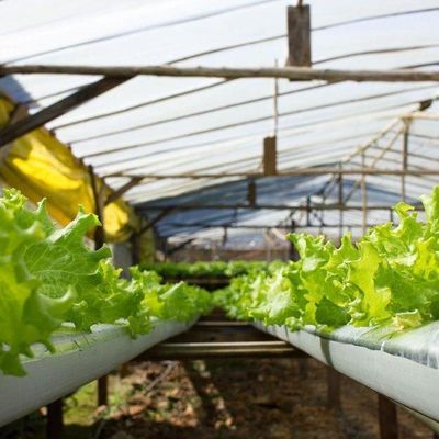 Impianto di semina idroponica serra con pellicola di ombreggiamento all'interno con ombreggiamento all'esterno