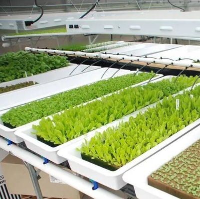 Impianto di semina idroponica serra con pellicola di ombreggiamento all'interno con ombreggiamento all'esterno