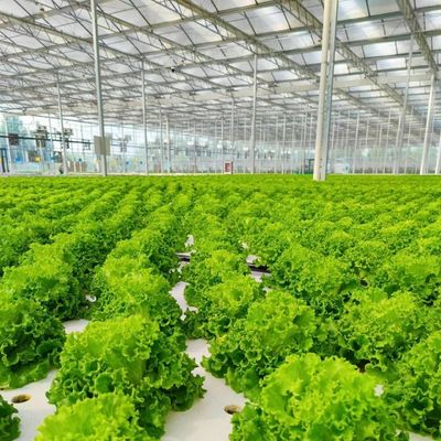 Serre di vetro a prezzi ragionevoli per la produzione di grandi ortaggi e grandi dimensioni