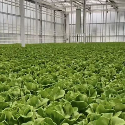 Serre di vetro a prezzi ragionevoli per la produzione di grandi ortaggi e grandi dimensioni