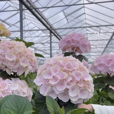 Grandi serre coperte di vetro per la coltivazione di fiori