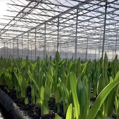 Grandi serre coperte di vetro per la coltivazione di fiori