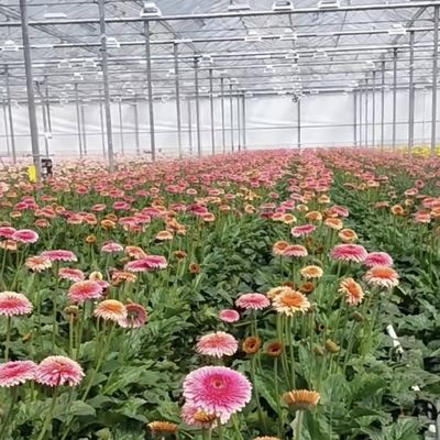Grandi serre coperte di vetro per la coltivazione di fiori