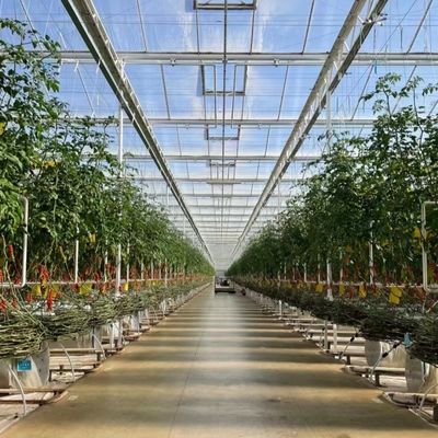 Grandi serre coperte di vetro per la coltivazione di fiori