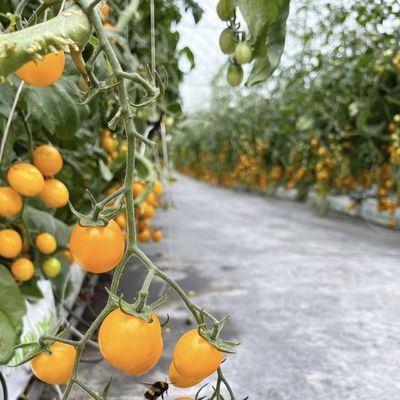Serra di vetro Ju Xiang con tetto di tipo Costo di spedizione e tempo di consegna stimato