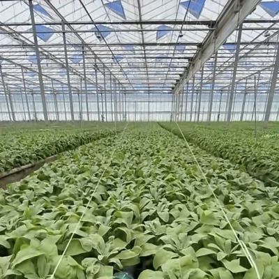 Serre in vetro di origine cinese La soluzione perfetta per l'agricoltura commerciale su larga scala
