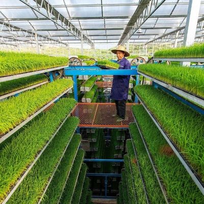 Serra in vetro JX personalizzata 2023 attrezzature agricole Juxiang con sistema di raffreddamento