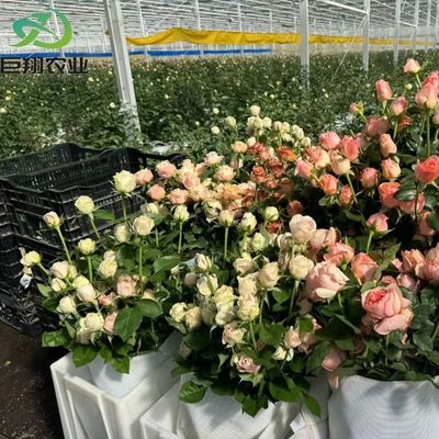 Serra in vetro JX personalizzata 2023 attrezzature agricole Juxiang con sistema di raffreddamento