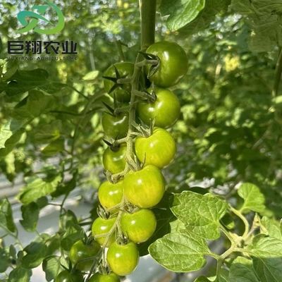 Serra in vetro JX personalizzata 2023 attrezzature agricole Juxiang con sistema di raffreddamento