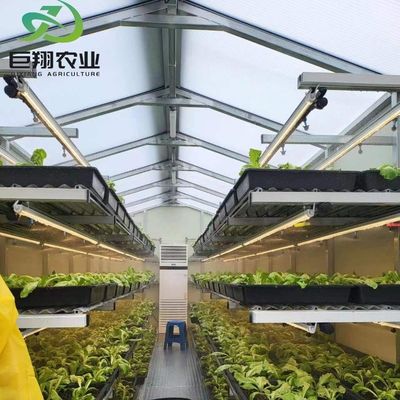 Serra in vetro JX personalizzata 2023 attrezzature agricole Juxiang con sistema di raffreddamento